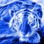 Dimitris Tiger