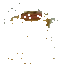 Spyridonas`